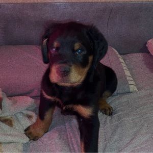 Meet your Posher, Willie